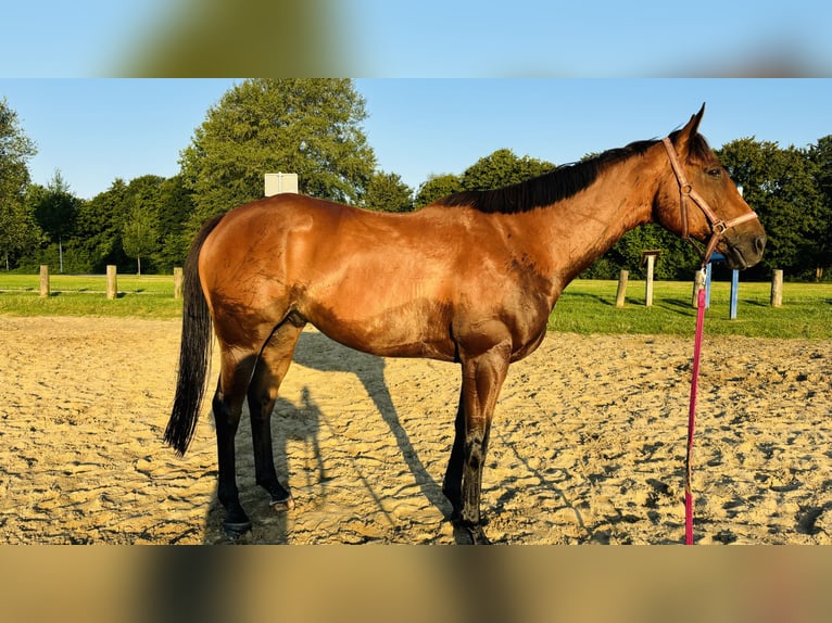 Pura sangre inglés Caballo castrado 11 años 162 cm Castaño in Zevenhuizen