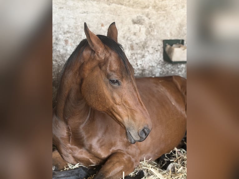 Pura sangre inglés Caballo castrado 11 años 162 cm Castaño in WeitendorfBrüel