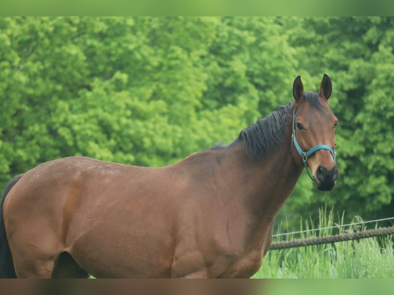 Pura sangre inglés Caballo castrado 11 años 162 cm Castaño in WeitendorfBrüel