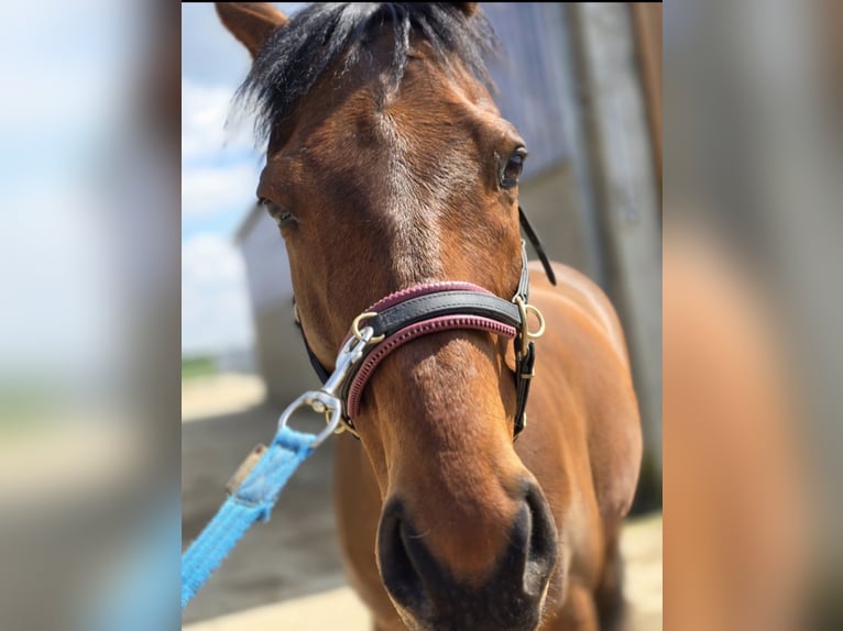 Pura sangre inglés Caballo castrado 11 años 163 cm in Bedburg