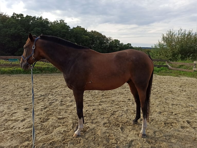 Pura sangre inglés Caballo castrado 11 años 163 cm Castaño in Arnsberg