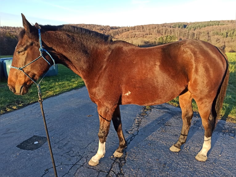 Pura sangre inglés Caballo castrado 11 años 163 cm Castaño in Arnsberg