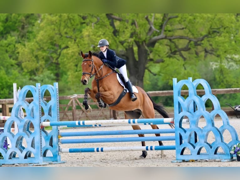 Pura sangre inglés Caballo castrado 11 años 163 cm Castaño claro in Cambridge