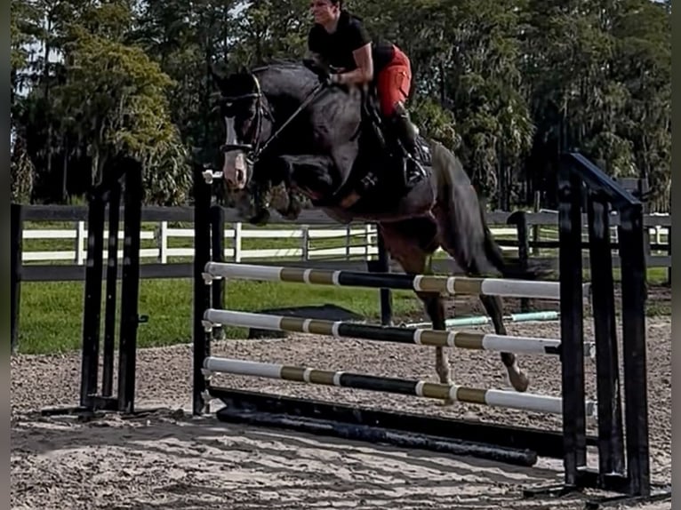 Pura sangre inglés Caballo castrado 11 años 163 cm Castaño oscuro in Stuart