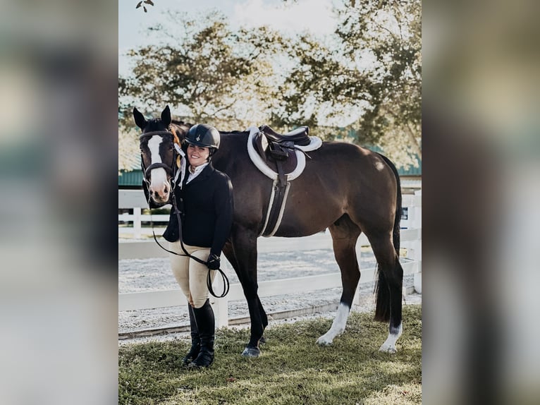 Pura sangre inglés Caballo castrado 11 años 163 cm Castaño oscuro in Stuart