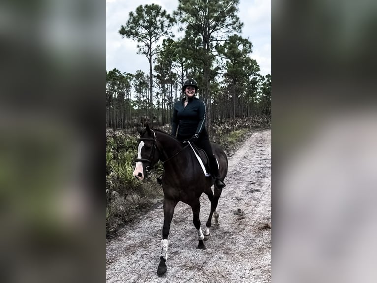 Pura sangre inglés Caballo castrado 11 años 163 cm Castaño oscuro in Stuart