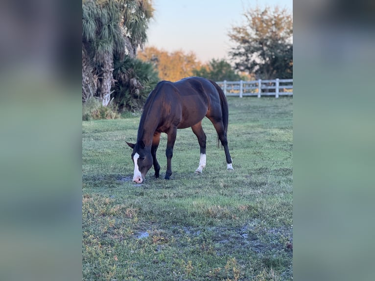 Pura sangre inglés Caballo castrado 11 años 163 cm Castaño oscuro in Stuart