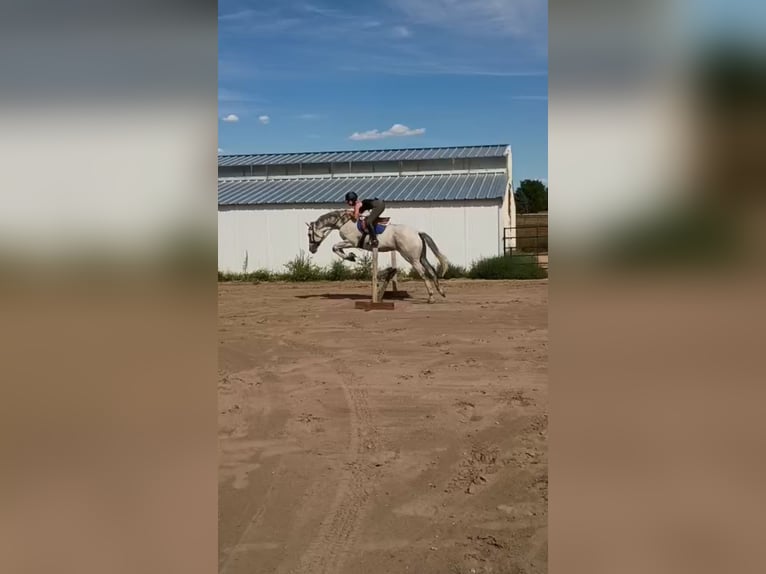 Pura sangre inglés Caballo castrado 11 años 163 cm Tordo rodado in Kersey