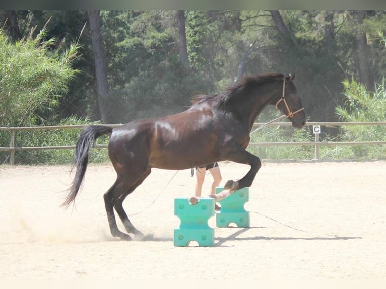 Pura sangre inglés Caballo castrado 11 años 164 cm Negro in El Badorc