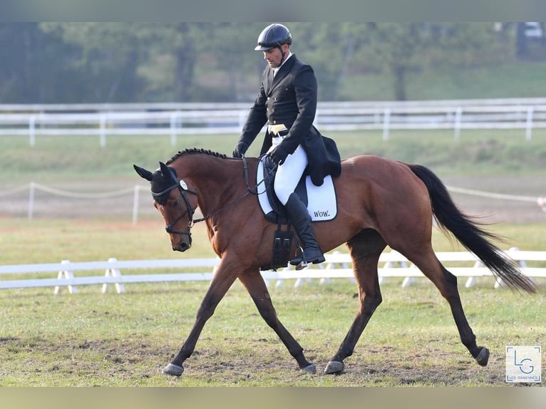 Pura sangre inglés Caballo castrado 11 años 165 cm Castaño in Brunete