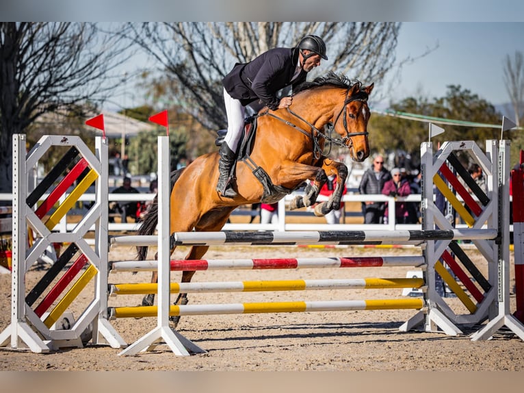 Pura sangre inglés Caballo castrado 11 años 165 cm Castaño in Brunete