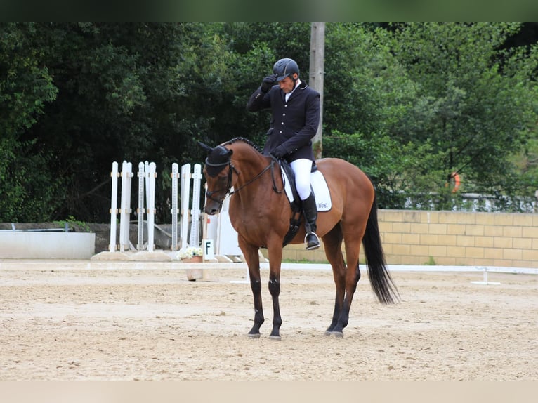 Pura sangre inglés Caballo castrado 11 años 165 cm Castaño in Brunete