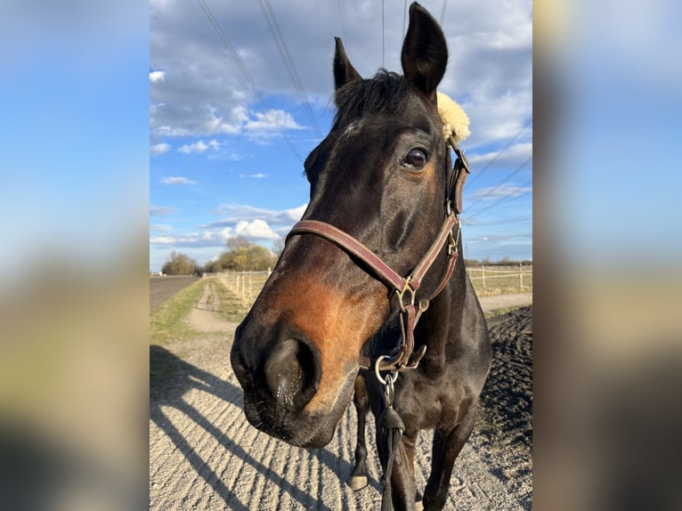 Pura sangre inglés Caballo castrado 11 años 165 cm Castaño in Karlsfeld Pura sangre inglés Caballo castrado 11 años 165 cm Castaño in Karlsfeld