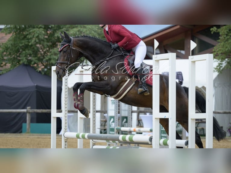 Pura sangre inglés Caballo castrado 11 años 165 cm Castaño in Karlsfeld Pura sangre inglés Caballo castrado 11 años 165 cm Castaño in Karlsfeld