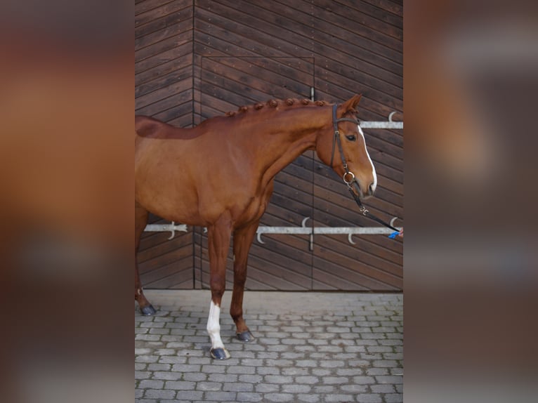 Pura sangre inglés Caballo castrado 11 años 167 cm Alazán in Königsbach-Stein