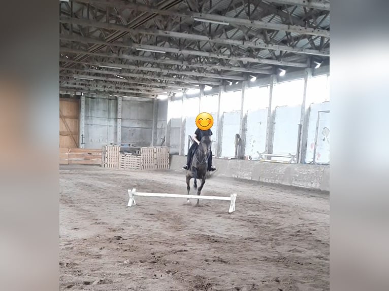 Pura sangre inglés Caballo castrado 11 años 167 cm Castaño oscuro in Aken