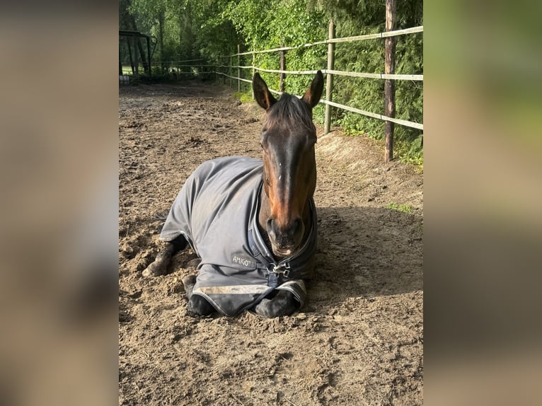 Pura sangre inglés Caballo castrado 11 años 169 cm Castaño in Apeldoorn