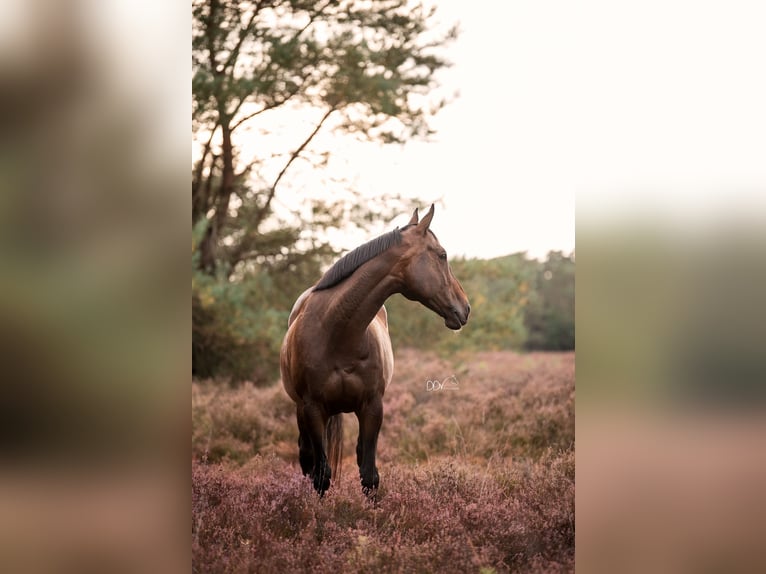 Pura sangre inglés Caballo castrado 11 años 169 cm Castaño in Apeldoorn