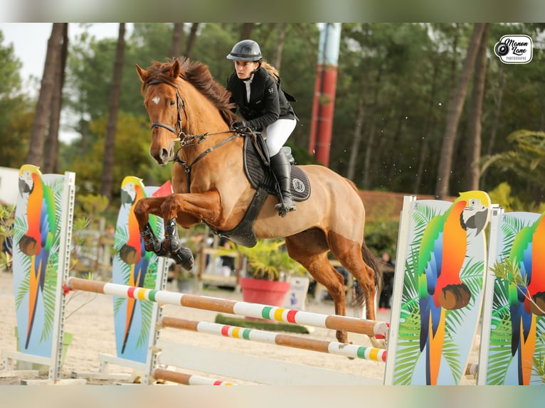 Pura sangre inglés Caballo castrado 11 años 170 cm Alazán-tostado in Cestas