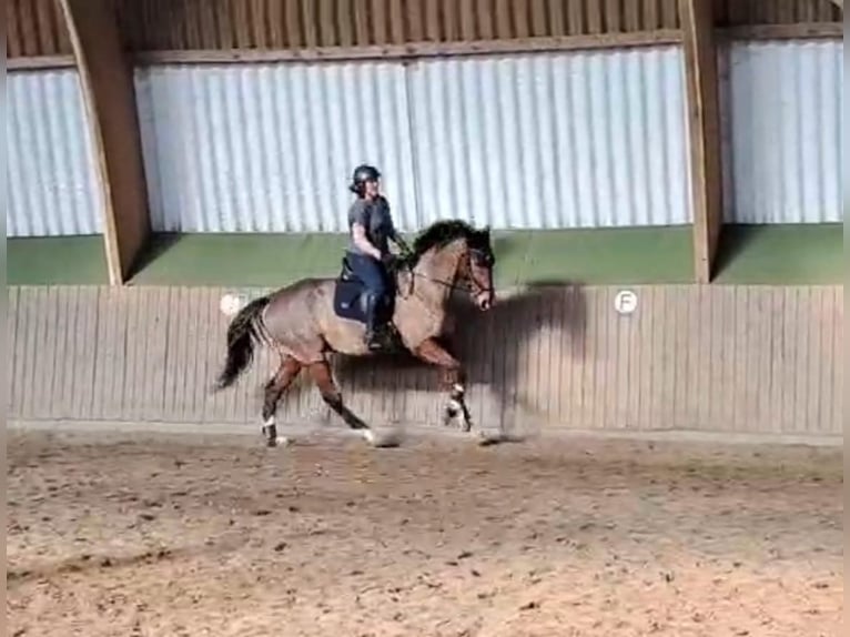 Pura sangre inglés Caballo castrado 11 años 170 cm Castaño in Nidda