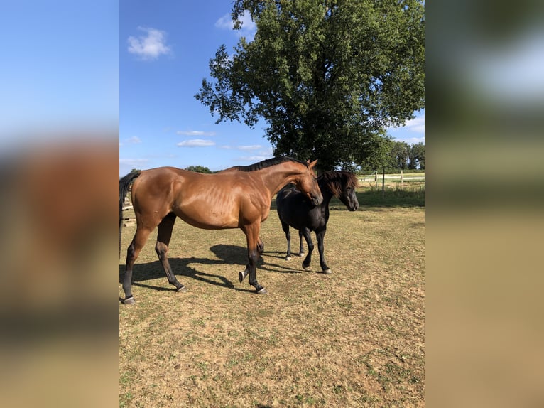 Pura sangre inglés Caballo castrado 11 años 170 cm Castaño in Usson-du-Poitou