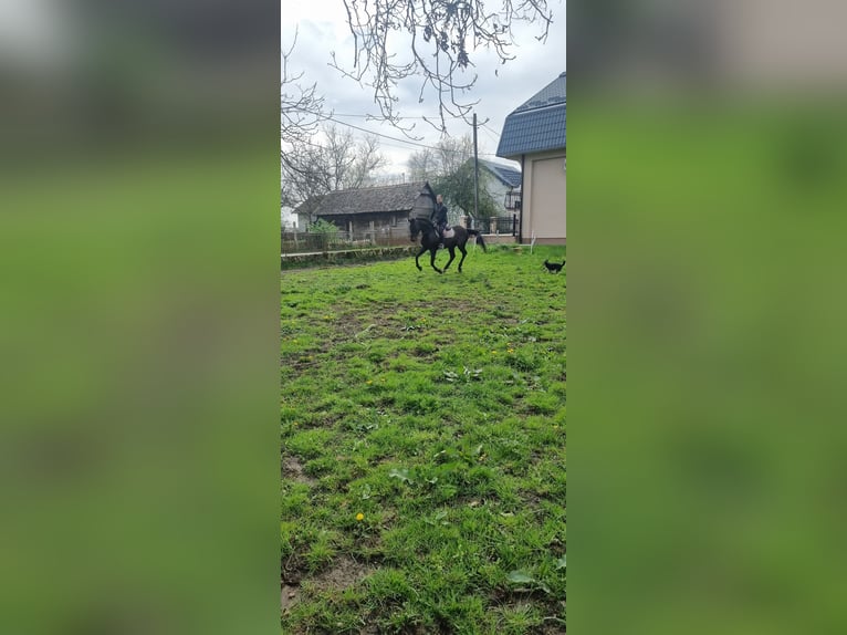 Pura sangre inglés Caballo castrado 11 años 170 cm Castaño in Sljeme (Medvednica-Tomislavac)