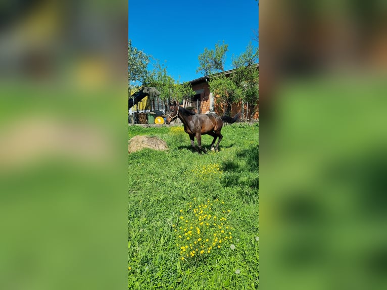 Pura sangre inglés Caballo castrado 11 años 170 cm Castaño in Sljeme (Medvednica-Tomislavac)