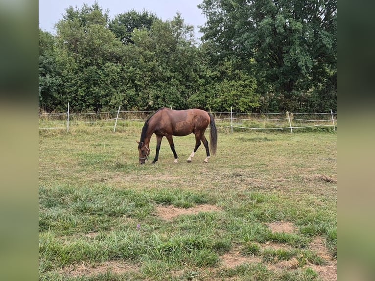 Pura sangre inglés Caballo castrado 11 años 172 cm Castaño in Nidda