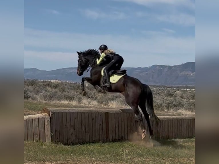 Pura sangre inglés Caballo castrado 11 años 172 cm Castaño oscuro in Mapleton, UT