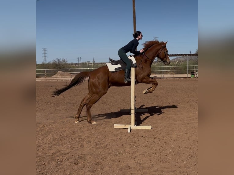 Pura sangre inglés Caballo castrado 11 años 173 cm Alazán-tostado in Mesa