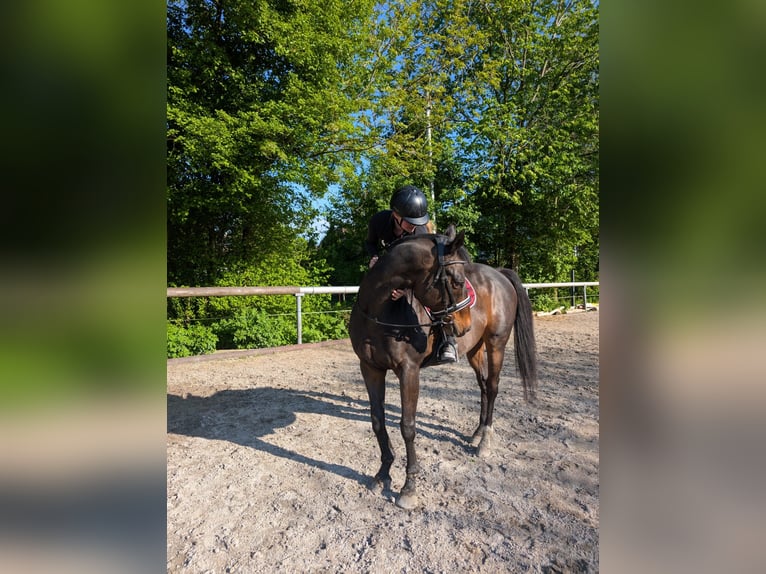 Pura sangre inglés Caballo castrado 12 años 160 cm Castaño oscuro in Lindach