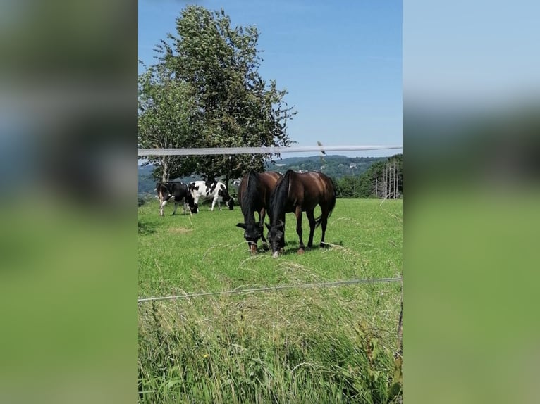 Pura sangre inglés Caballo castrado 12 años 160 cm Castaño oscuro in Windeck