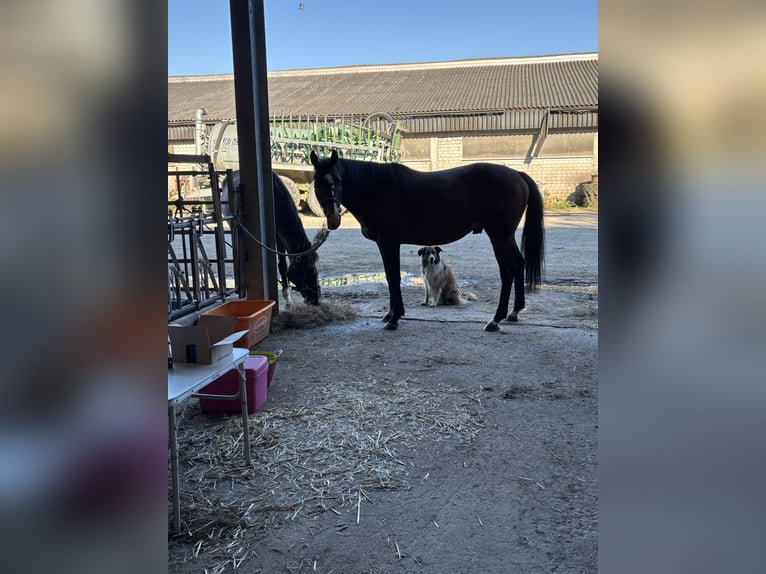 Pura sangre inglés Caballo castrado 12 años 160 cm Castaño oscuro in Windeck
