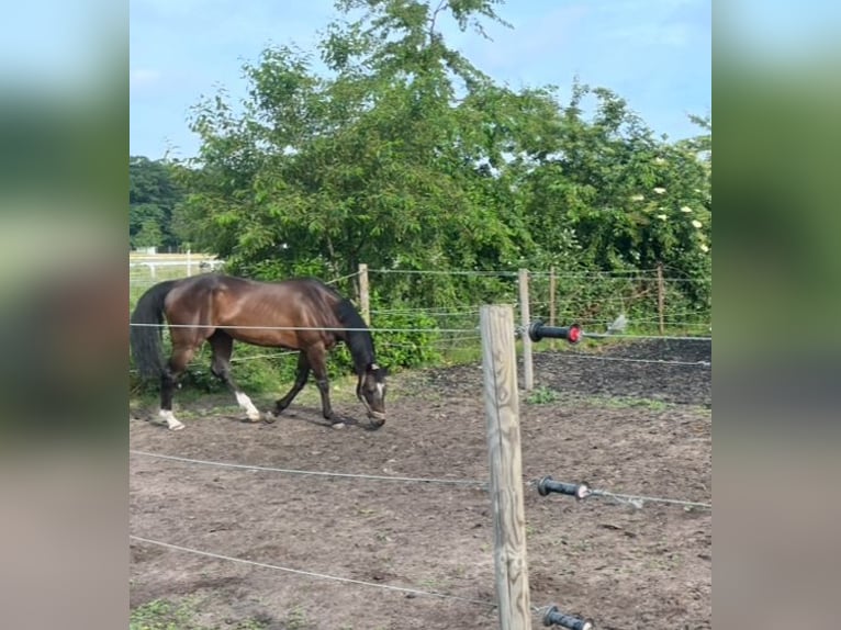 Pura sangre inglés Caballo castrado 12 años 161 cm Castaño oscuro in Zeiskam