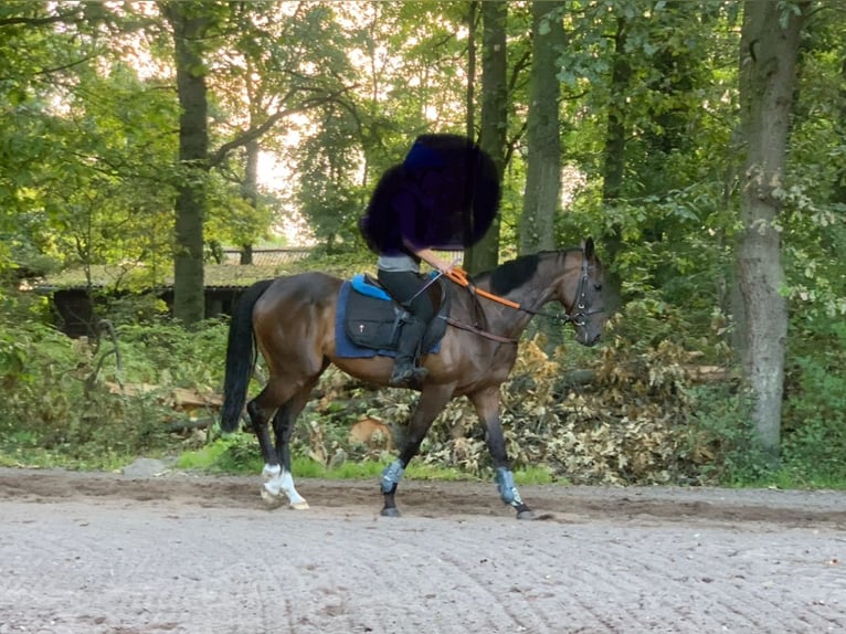 Pura sangre inglés Caballo castrado 12 años 161 cm Castaño oscuro in Zeiskam