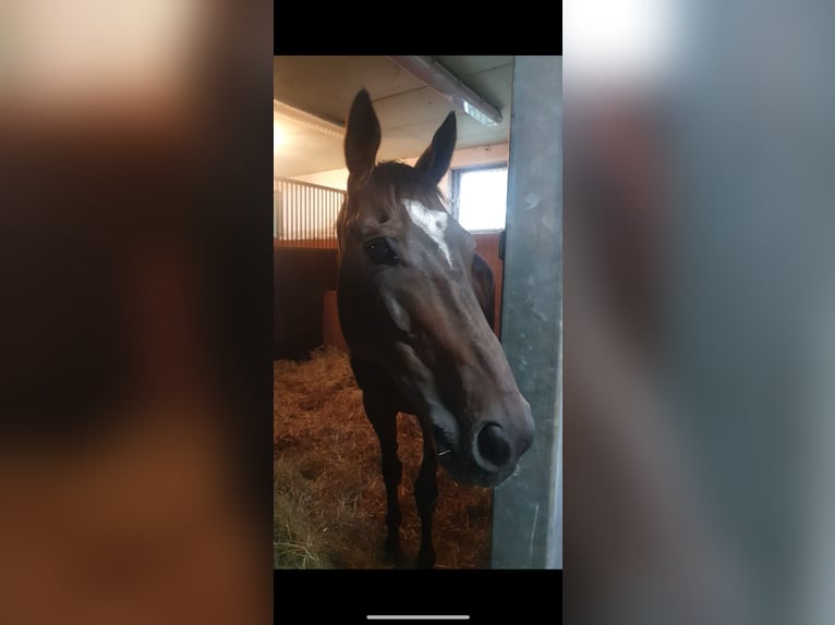 Pura sangre inglés Caballo castrado 12 años 161 cm Castaño oscuro in Zeiskam