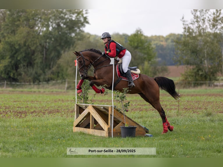 Pura sangre inglés Caballo castrado 12 años 162 cm Castaño in Faulquemont