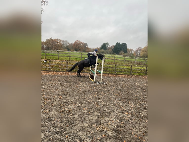 Pura sangre inglés Caballo castrado 12 años 163 cm Castaño oscuro in reading