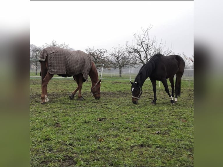 Pura sangre inglés Caballo castrado 12 años 163 cm Castaño oscuro in Mannheim