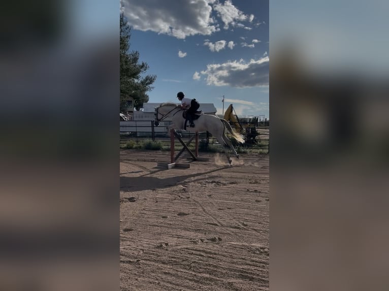 Pura sangre inglés Caballo castrado 12 años 163 cm Tordo rodado in Kersey