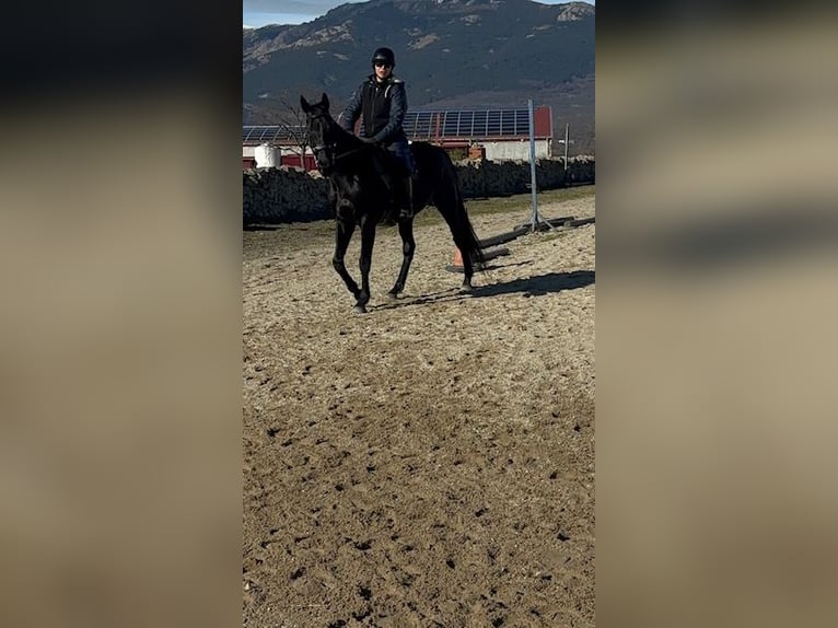 Pura sangre inglés Caballo castrado 12 años 164 cm Negro in Madrid