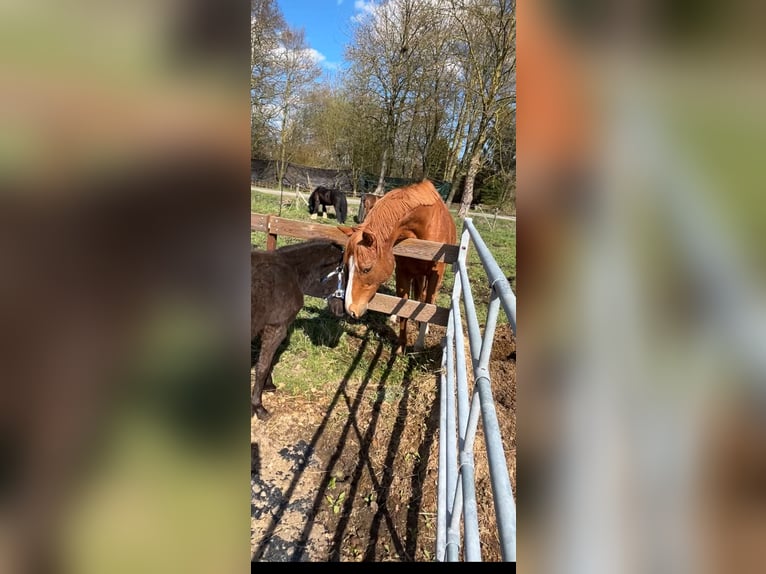 Pura sangre inglés Caballo castrado 12 años 165 cm Alazán in Bremen