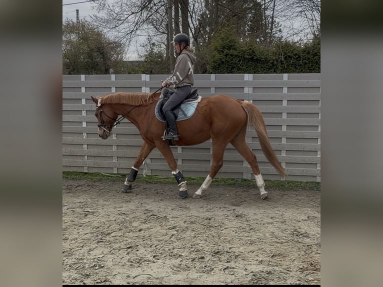 Pura sangre inglés Caballo castrado 12 años 165 cm Alazán in Bremen