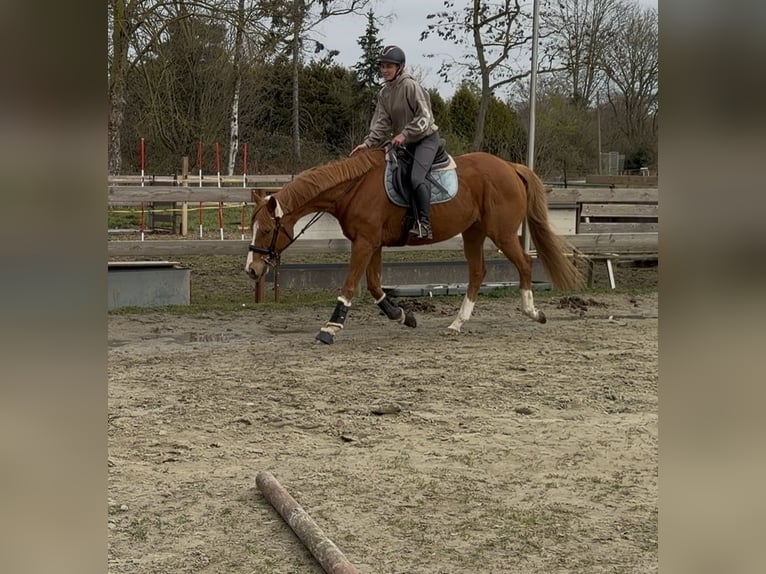 Pura sangre inglés Caballo castrado 12 años 165 cm Alazán in Bremen