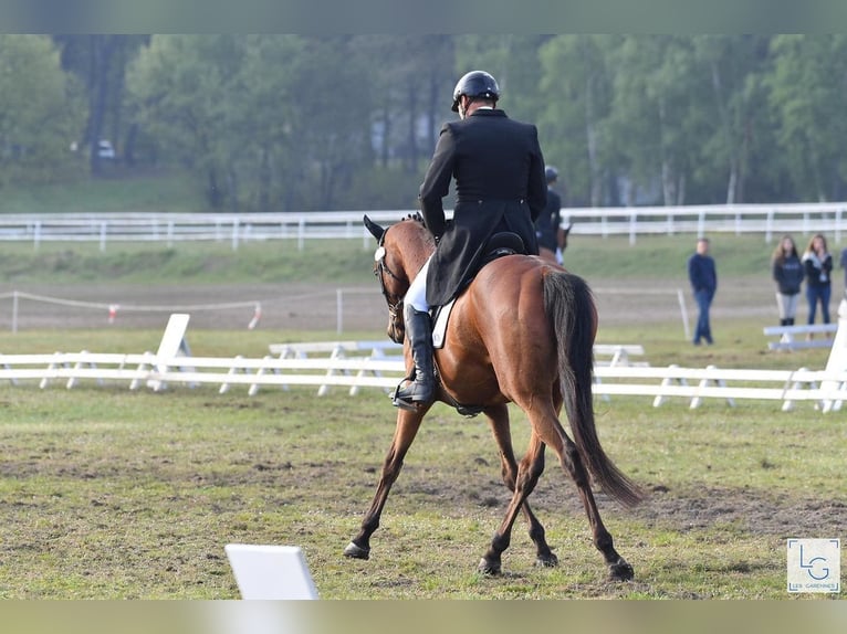 Pura sangre inglés Caballo castrado 12 años 165 cm Castaño in Brunete