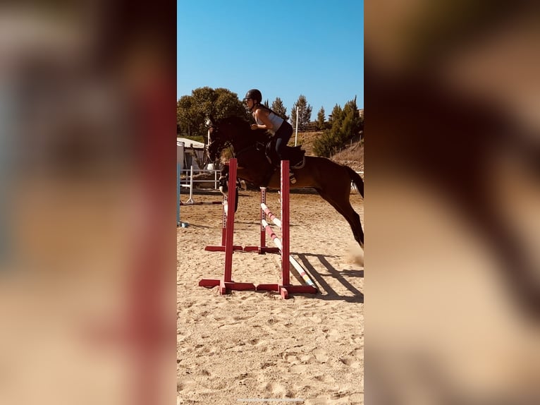 Pura sangre inglés Caballo castrado 12 años 165 cm Castaño rojizo in Lefkosia