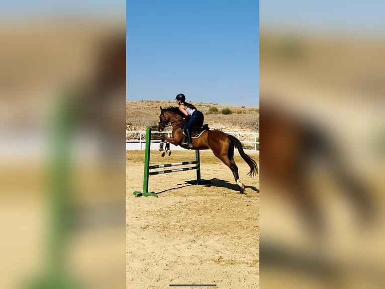 Pura sangre inglés Caballo castrado 12 años 165 cm Castaño rojizo in Lefkosia