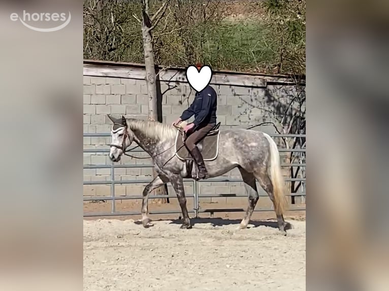 Pura sangre inglés Caballo castrado 12 años 165 cm Tordo in Geiselwind