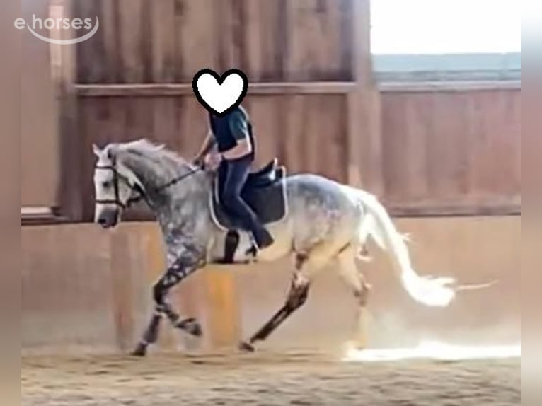 Pura sangre inglés Caballo castrado 12 años 165 cm Tordo in Geiselwind