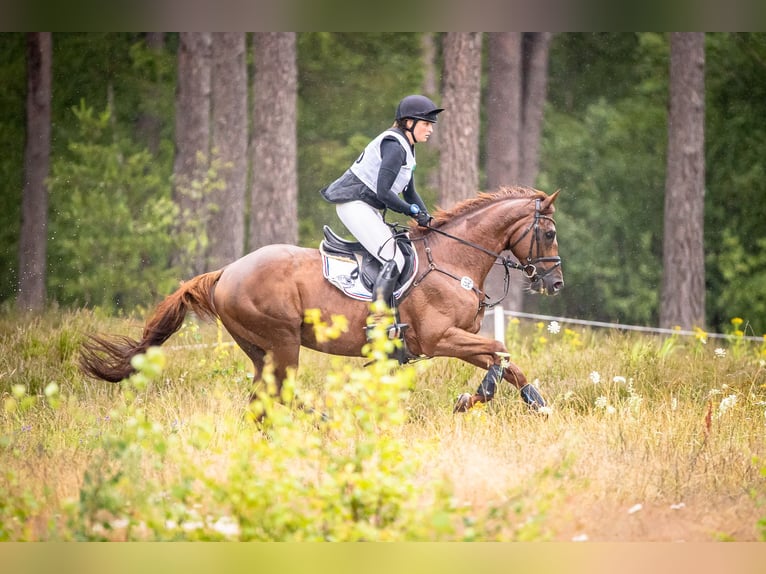 Pura sangre inglés Caballo castrado 12 años 167 cm Alazán in Langenhagen